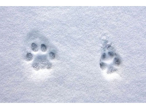 Medžiotojai jau gali atlikti medžiojamų gyvūnų apskaitą pėdsakų sniege metodu