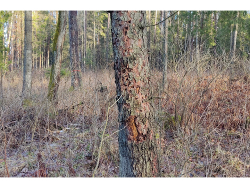 Miškų savininkai turi apžiūrėti savo miškus ir iki pavasarinio atšilimo sutvarkyti pažeistus medžius